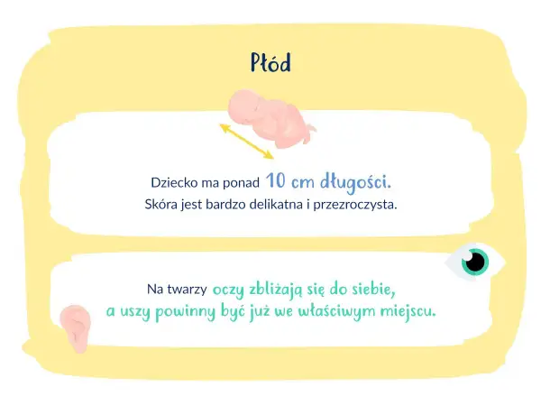 16 tydzień ciąży: płód ma ponad 10 cm, skóra jest delikatna. Oczy zbliżają się, uszy są na miejscu.