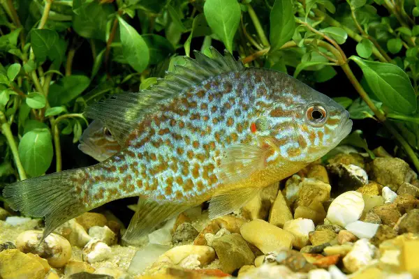 Un magnifique poisson carpe soleil aux couleurs vives, nageant parmi les plantes aquatiques et les cailloux.