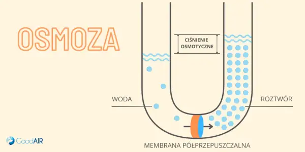 Ilustracja pokazuje, na czym polega osmoza: woda przenika przez membranę półprzepuszczalną do roztworu, wyrównując stężenie.