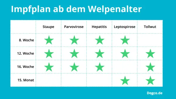 Impfplan für Welpen: Grüne Sterne zeigen, wann Impfungen gegen Staupe, Parvovirose, Hepatitis, Leptospirose und Tollwut empfohlen werden.