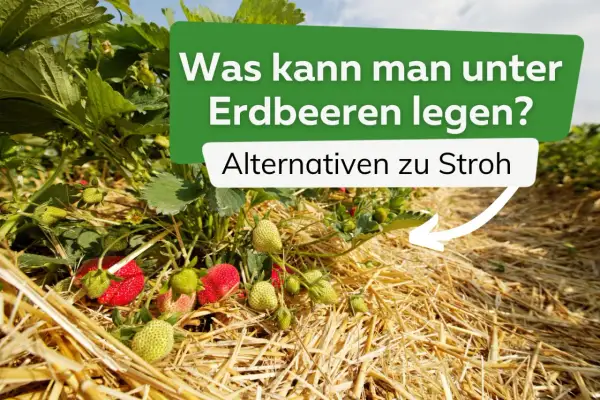 Reife und grüne Erdbeeren wachsen auf einem Feld, das mit Stroh bedeckt ist. Text fragt: "Was kann man unter Erdbeeren legen? Alternativen zu Stroh.