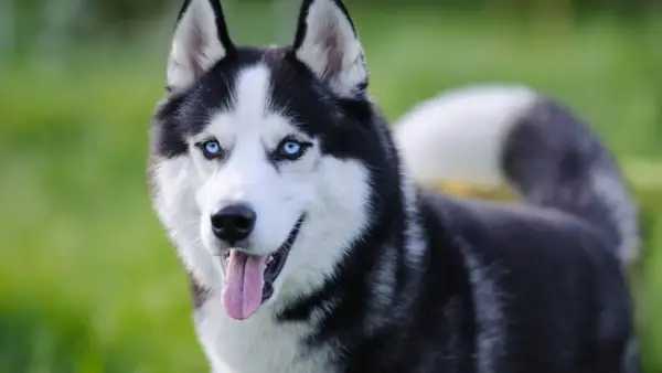 Piękny husky syberyjski z niebieskimi oczami i wywieszonym językiem na tle zielonej trawy.
