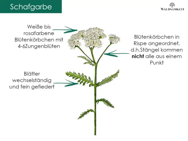 Schafgarbe mit feingefiederten Blättern und weißen bis rosafarbenen Blütenkörbchen. Die achillea millefolium wirkung ist vielfältig.