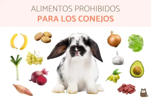 Un conejo adorable rodeado de alimentos que no pueden comer los conejos: plátanos, patatas, cebolla, ajo, aguacate, lechuga, puerro, remolacha, uvas, aceitunas y dátiles.