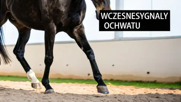 Czarne nogi konia w ruchu na piasku. Napis "Wczesne sygnały ochwatu" sugeruje problem zdrowotny.