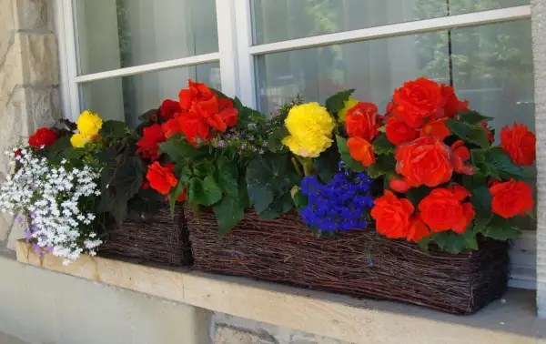 Kolorowe begonie na balkon: czerwone, żółte i białe kwiaty w wiklinowych skrzynkach tworzą radosną kompozycję.
