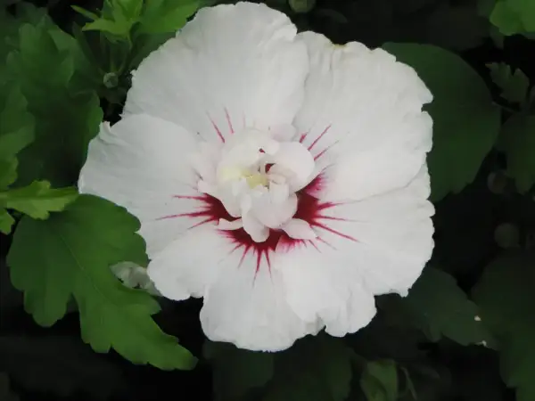 ¿Hibisco árbol o arbusto? Entiende su clasificación y cuidados