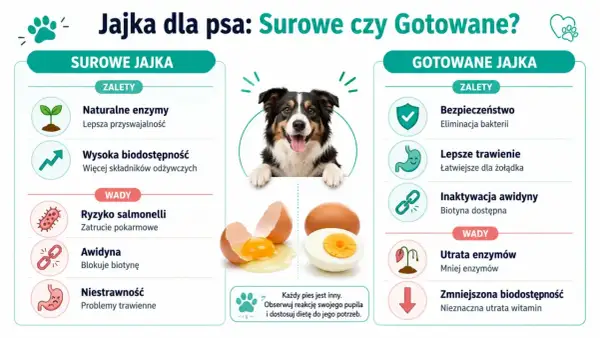 Czy pies może jeść jajko? Grafika porównuje surowe i gotowane jajka dla psów, pokazując ich zalety i wady.
