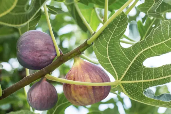 Reife Feigen hängen an einem Ast. Der richtige Zeitpunkt für den Feigenbaum schneiden ist bald.