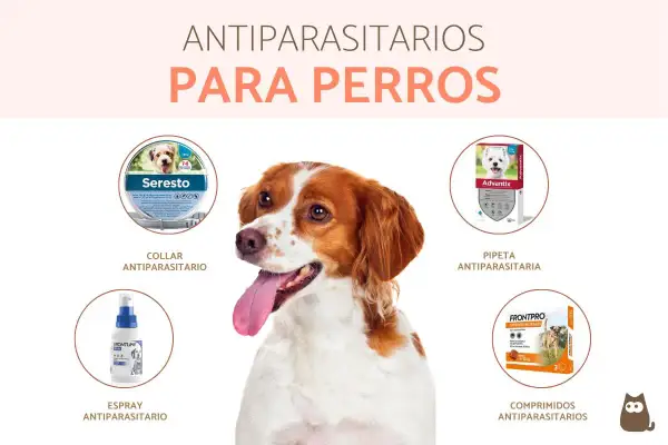 Perro feliz con collar antiparasitario. Descubre en qué mes poner collar antiparasitario para proteger a tu mascota de pulgas y garrapatas.