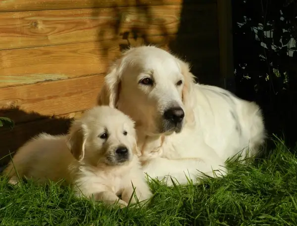Jak długo rośnie golden retriever? Odkryj kluczowe etapy wzrostu