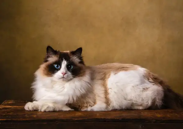 Piękny kot rasy Ragdoll z niebieskimi oczami leży na drewnianej desce. Widać, że kot gubi sierść, która tworzy puszyste kłęby.