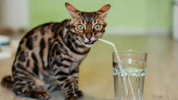 Gato bengalí con pajita en la boca, bebiendo de un vaso. ¡Parece que mi gato no bebe agua de otra forma!
