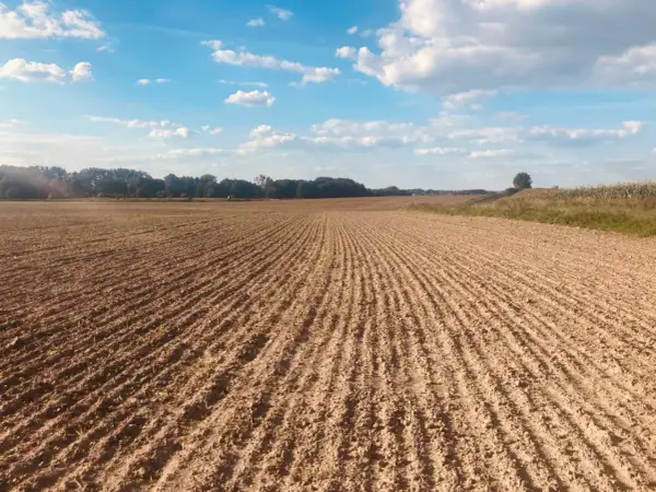 Pole uprawne z rzędami młodych roślin, gotowe na nawozy wieloskładnikowe. Błękitne niebo z chmurami.