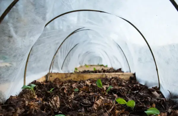 Små plantor spirar i den mullrika jorden under en tunnel av fiberduk.
