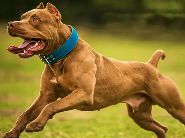Mocny staffordshire bull terrier w niebieskiej obroży biegnie po trawie, z językiem na wierzchu.