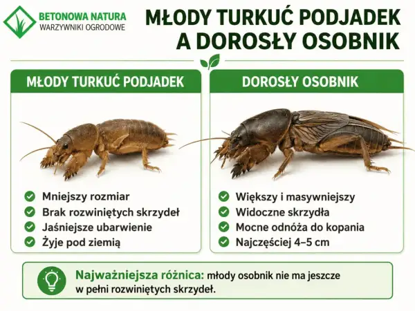 Młody turkuć podjadek, mniejszy i bez skrzydeł, kontrastuje z dorosłym osobnikiem. Larwa turkucia podjadka jest jaśniejsza i żyje pod ziemią.