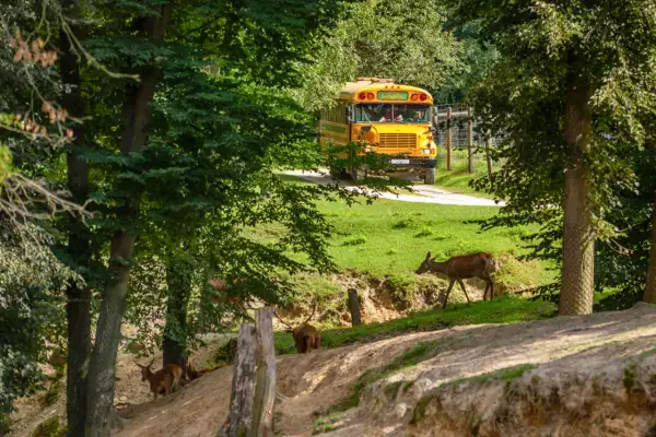Park Linowy Skarbka Bałtów: Trasy, Ceny, Bezpieczeństwo. Planujesz?