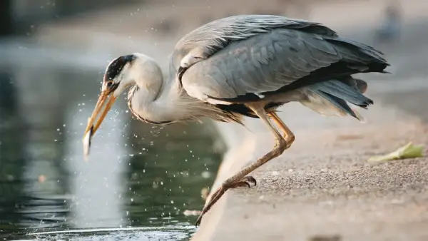 Un héron gris, perché au bord de l'eau, attrape un poisson dans son bec. Les éclaboussures témoignent de l'action.