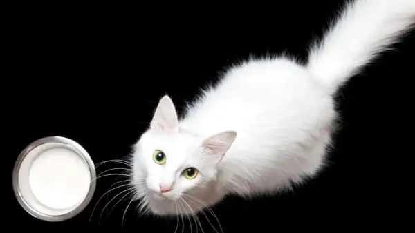 Un gato blanco con ojos verdes mira un cuenco de leche, demostrando que los gatos pueden beber leche.