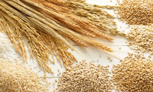 Kłosy zbóż, ryż, płatki owsiane i ziarna. To wszystko zawiera gluten, białko kluczowe w wypiekach.