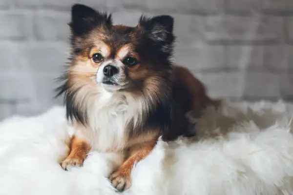 Uroczy piesek rasy chihuahua, z długą, brązowo-białą sierścią, leży na białym futerku. Może to być czas cieczki u psa, gdy szuka komfortu.