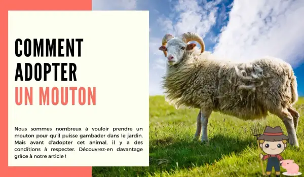 Un mouton à cornes se tient dans un pré verdoyant. L'image suggère comment adopter un mouton.