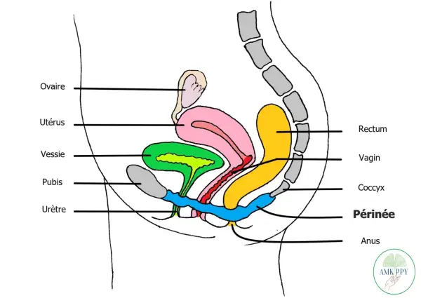 Schéma du **organe pelvien femme** : ovaire, utérus, vessie, pubis, urètre, vagin, rectum, coccyx, périnée, anus.