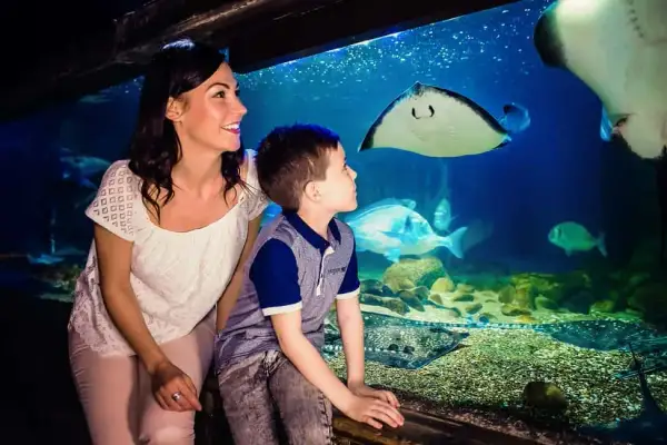 Odkryj fascynujący świat w oceanarium Londyn – atrakcje i porady