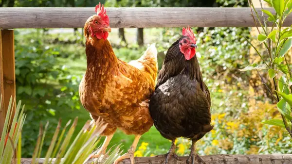 Zwei Hühner, ein braunes und ein schwarzes, sitzen auf einem Holzzaun. Gute Huhn Haltung bedeutet Platz und frische Luft.