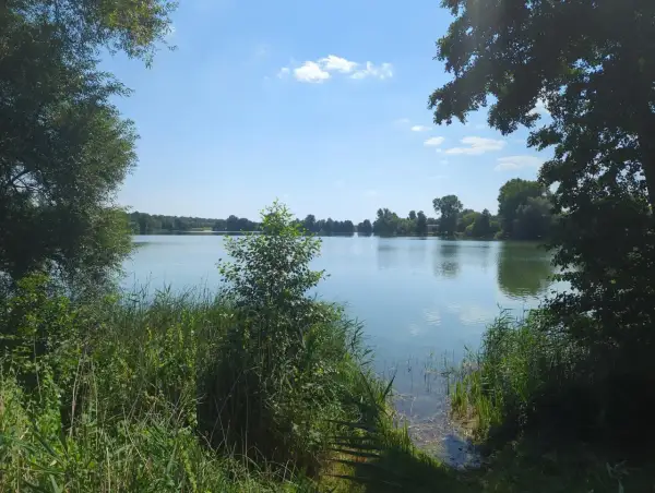 Spokojne żnin jezioro otoczone zielenią drzew i trzcin, z błękitnym niebem i białymi chmurami odbijającymi się w wodzie.