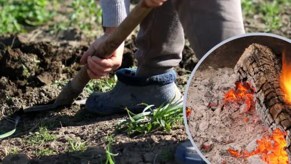 Osoba kopie ziemię, a obok żarzy się ognisko, z którego powstaje cenny popiół drzewny.