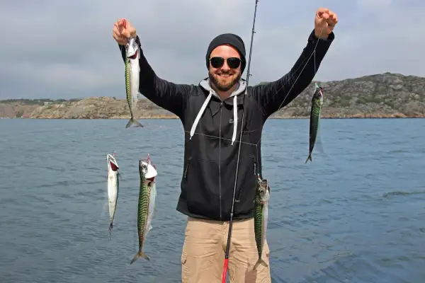 Glücklicher Angler hält mehrere Makrelen aus Norwegen in die Kamera.