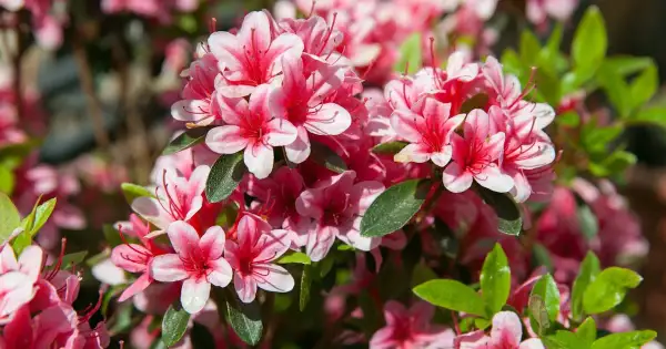 Jak długo kwitnie rododendron? Czas trwania kwitnienia i porady