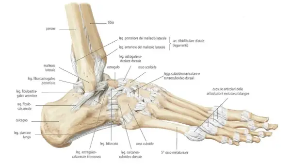 Dettaglio anatomico delle **ossa del piede** e delle articolazioni della caviglia, con legamenti e ossa tarsali, metatarsali e falangi.