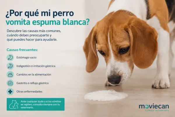 Un beagle mira espuma blanca en el suelo. El texto explica por qué mi perro vomita espuma blanca y remedios caseros.