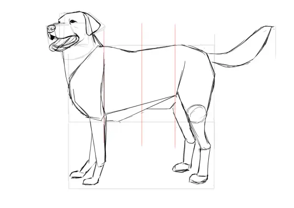 Boceto de perros en proceso, con líneas guía y estructura básica.