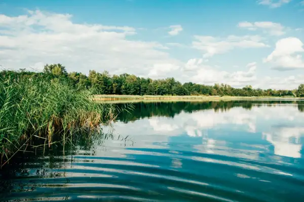 Grüne Schilfhalme am Ufer eines Sees, der die bewölkte blaue Himmel und den Wald spiegelt. Ein idyllischer Ort für Badeseen Leipzig.