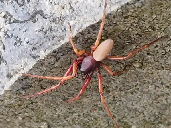 Czy pająki jedzą komary? Odkryj ich rolę w walce z insektami