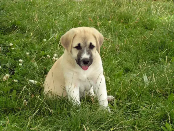Ein süßer Welpe, ein zukünftiger **anatolischer Hirtenhund**, sitzt im grünen Gras und schaut neugierig in die Kamera.
