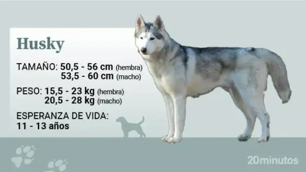 Un husky adulto pesa entre 15,5 y 28 kg, según sea hembra o macho. La imagen muestra un husky de pie con información sobre su peso.