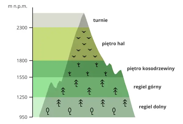 Wysokość nad poziomem morza i piętra roślinności w górach. Czy Tatry to Karpaty? Tak, Tatry to najwyższe pasmo Karpat.