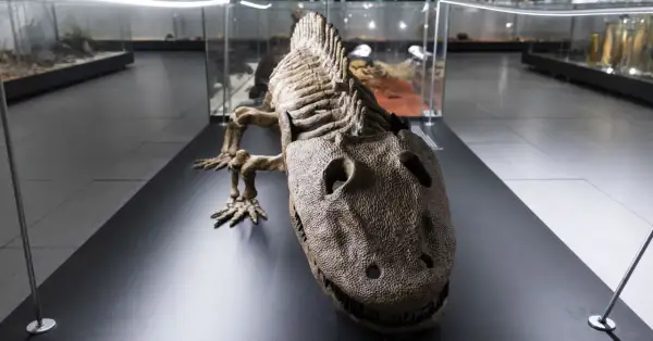 Szkielet pradawnego gada w muzeum dinozaurów Kraków. W gablotach widać inne eksponaty.