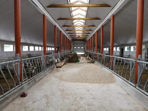 Jasna, przestronna obora z rzędami pomarańczowych słupów i metalowymi barierami. W boksach widać krowy, a na podłodze siano i paszę.