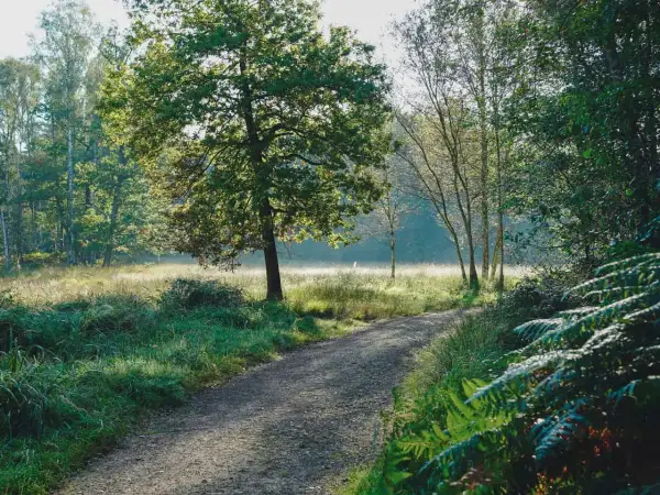 Ein sonniger Weg führt durch die Ohligser Heide, vorbei an hohen Bäumen und üppigem Grün.