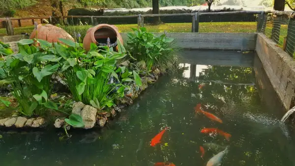 Un bassin avec bâche abrite des poissons rouges et des plantes aquatiques luxuriantes, avec deux grandes jarres en terre cuite en arrière-plan.