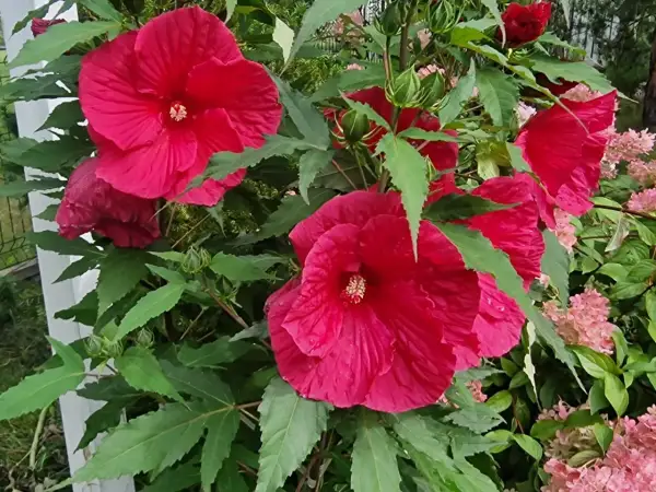 Piękny, rozłożysty hibiskus krzew z wieloma dużymi, karminowymi kwiatami i zielonymi liśćmi.