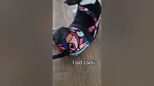 Jak zrobić majtki dla psa z maseczki - łatwy sposób na oszczędność