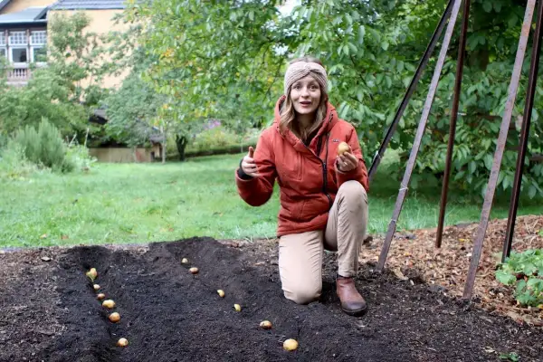 Frau pflanzt Kartoffeln im Garten. Bis wann kann man Kartoffeln pflanzen? Frühling ist die beste Zeit, aber auch im Sommer ist es noch möglich.
