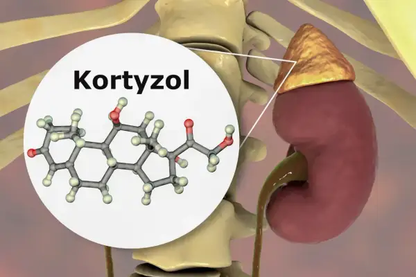 Struktura chemiczna kortyzolu, jednego z głównych hormonów stresu, produkowanego przez nadnercza.